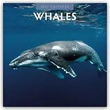 Kalender Whales  Wale 2027  16-Monatskalender von Robin Red