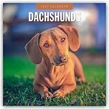 Kalender Dachshunds  Dackel  Dachshunde 2027  16-Monatskalender von Robin Red