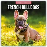 Kalender (Kal) French Bulldogs  Französische Bulldoggen 2027  16-Monatskalender von Robin Red