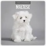 Kalender Maltese  Malteser 2027  16-Monatskalender von Robin Red