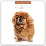 Kalender Pekingese  Pekinese  Peking Palasthund 2027  16-Monatskalender von Robin Red
