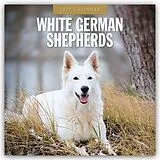 Kalender White German Shepherds  Weißer Deutscher Schäferhund 2027  16-Monatskalender von Robin Red