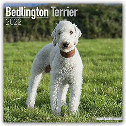 Kalender Bedlington Terrier 2022 Wall Calendar von Avonside Publishing Ltd