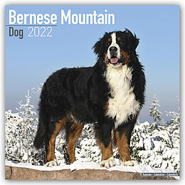 Kalender Bernese Mountain Dog 2022 Wall Calendar von BrownTrout Publisher