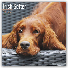 Kalender Irish Setter 2022 Wall Calendar von Avonside Publishing Ltd