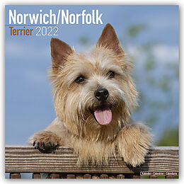 Kalender Norwich Norfolk Terrier 2022 Wall Calendar von Avonside Publishing Ltd