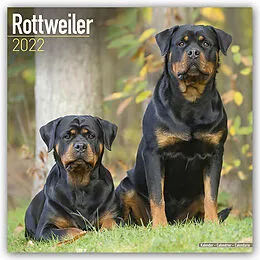 Kalender Rottweiler 2022 Wall Calendar von Avonside Publishing Ltd