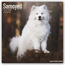 Kalender Samoyed 2022 Wall Calendar von Avonside Publishing Ltd