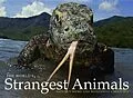 E-Book (epub) The World's Strangest Animals von Paula Hammond