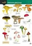 Kartonierter Einband Distinctive gilled fungi von Geoffrey Kibby, Stephen Docker, Rebecca Farley-Brown