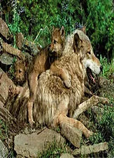 Broschiert Loup : puzzle 48 pièces von 