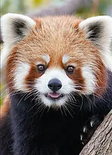 Broschiert Panda roux von 