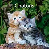 Fester Einband Chatons : calendrier 2027 von 