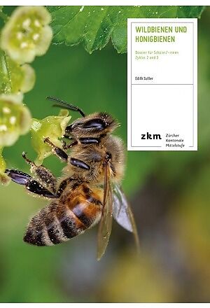 Wildbienen und Honigbienen