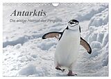 Kalender Antarktis, die eisige Heimat der Pinguine (Wandkalender 2024 DIN A4 quer), CALVENDO Monatskalender von Michèle Junio
