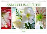 Kalender Amaryllis-Blüten (Wandkalender 2024 DIN A3 quer), CALVENDO Monatskalender von Gisela Kruse