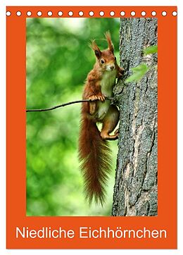 Kalender Niedliche Eichhörnchen (Tischkalender 2024 DIN A5 hoch), CALVENDO Monatskalender von Kattobello Kattobello