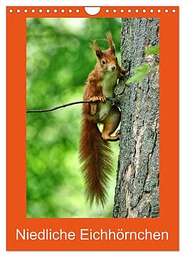 Kalender Niedliche Eichhörnchen (Wandkalender 2024 DIN A4 hoch), CALVENDO Monatskalender von Kattobello Kattobello