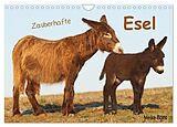 Kalender Zauberhafte Esel (Wandkalender 2024 DIN A4 quer), CALVENDO Monatskalender von Meike Bölts
