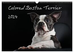 Kalender Colored Boston Terrier 2024 (Wandkalender 2024 DIN A3 quer), CALVENDO Monatskalender von Nicola Kassat Fotografie