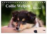 Kalender Collie Welpen zum Verlieben (Tischkalender 2024 DIN A5 quer), CALVENDO Monatskalender von Thomas Quentin