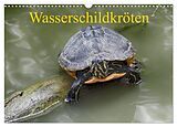 Kalender Wasserschildkröten (Wandkalender 2024 DIN A3 quer), CALVENDO Monatskalender von Klaudia Kretschmann