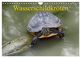 Kalender Wasserschildkröten (Wandkalender 2024 DIN A4 quer), CALVENDO Monatskalender von Klaudia Kretschmann