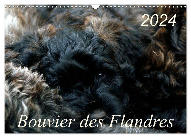 Bouvier des Flandres (Wandkalender 2024 DIN A3 quer), CALVENDO Monatskalender