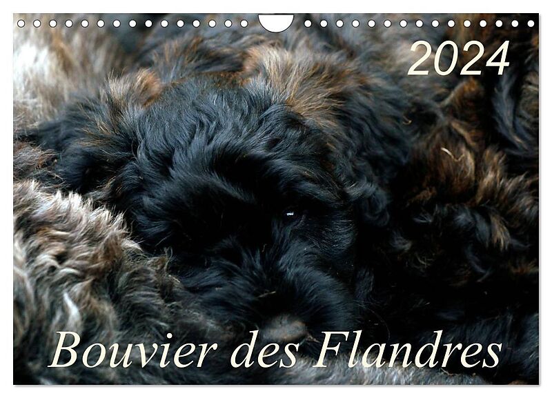 Bouvier des Flandres (Wandkalender 2024 DIN A4 quer), CALVENDO Monatskalender