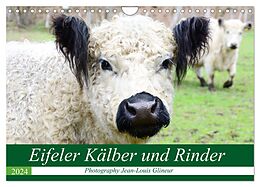 Kalender Eifeler Kälber und Rinder (Wandkalender 2024 DIN A4 quer), CALVENDO Monatskalender von Jean-Louis Glineur