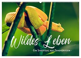 Kalender Wildes Leben - Ein Streifzug auf Zehenspitzen (Wandkalender 2025 DIN A2 quer), CALVENDO Monatskalender von Sonja Schlichter
