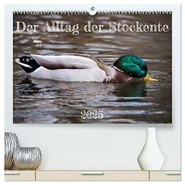 Kalender (Kal) Der Alltag der Stockente (hochwertiger Premium Wandkalender 2025 DIN A2 quer), Kunstdruck in Hochglanz von Verena Mahrhofer