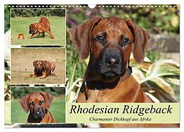 Kalender Rhodesian Ridgeback - Charmanter Dickkopf aus Afrika (Wandkalender 2025 DIN A3 quer), CALVENDO Monatskalender von Birgit Bodsch