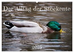 Kalender (Kal) Der Alltag der Stockente (Wandkalender 2025 DIN A2 quer), CALVENDO Monatskalender von Verena Mahrhofer