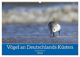 Kalender (Kal) Vögel an Deutschlands Küsten (Wandkalender 2025 DIN A2 quer), CALVENDO Monatskalender von Angelika Meister