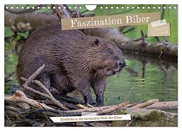 Kalender (Kal) Faszination Biber (Wandkalender 2025 DIN A4 quer), CALVENDO Monatskalender von Jennifer Hetzel