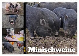 Kalender (Kal) Faszination Minischweine (Wandkalender 2025 DIN A2 quer), CALVENDO Monatskalender von Babett Paul - Babetts Bildergalerie