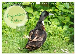 Kalender (Kal) Faszination Enten (Wandkalender 2025 DIN A4 quer), CALVENDO Monatskalender von Babett Paul - Babetts Bildergalerie