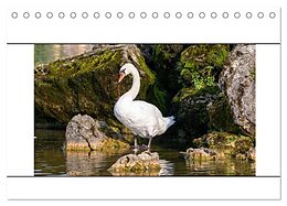 Kalender (Kal) Vögel am Wasser entdecken (Tischkalender 2025 DIN A5 quer), CALVENDO Monatskalender von Teresa Bauer