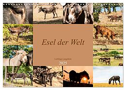 Kalender Esel der Welt - Lieblings Langohren (Wandkalender 2025 DIN A3 quer), CALVENDO Monatskalender von Meike Bölts