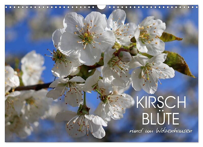 Kirschblüte rund um Witzenhausen (Wandkalender 2025 DIN A3 quer), CALVENDO Monatskalender