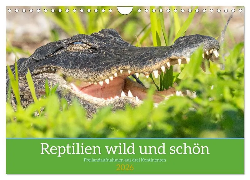 Reptilien wild und schön (Wandkalender 2026 DIN A4 quer), CALVENDO Monatskalender
