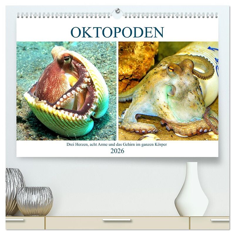 Oktopoden. Drei Herzen, acht Arme und das Gehirn im ganzen Körper (hochwertiger Premium Wandkalender 2026 DIN A2 quer), Kunstdruck in Hochglanz