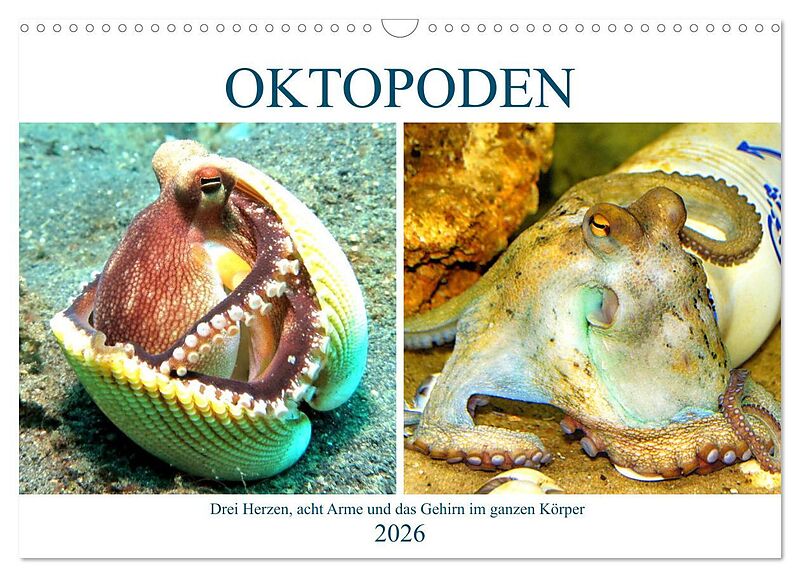 Oktopoden. Drei Herzen, acht Arme und das Gehirn im ganzen Körper (Wandkalender 2026 DIN A3 quer), CALVENDO Monatskalender