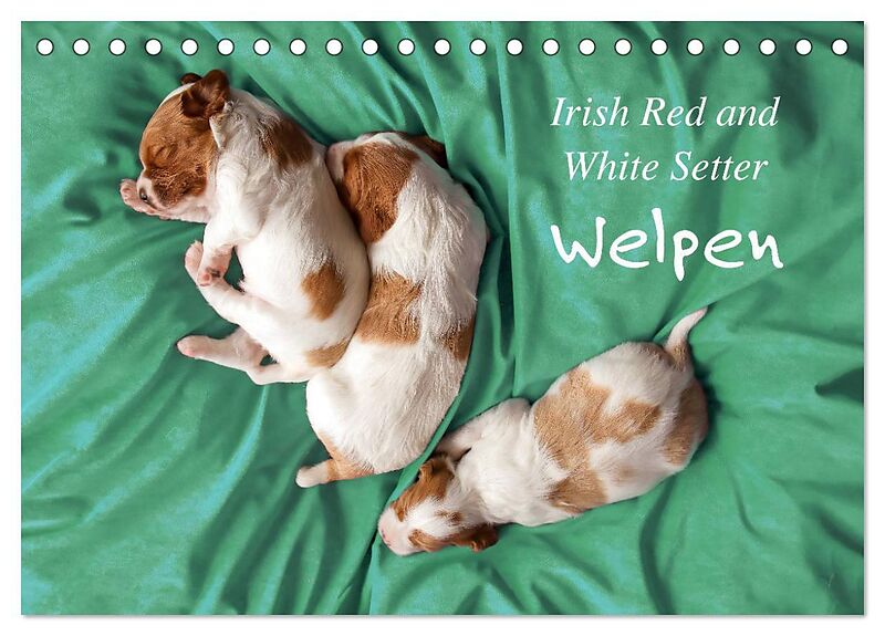 Irish Red and White Setter Welpen (Tischkalender 2026 DIN A5 quer), CALVENDO Monatskalender