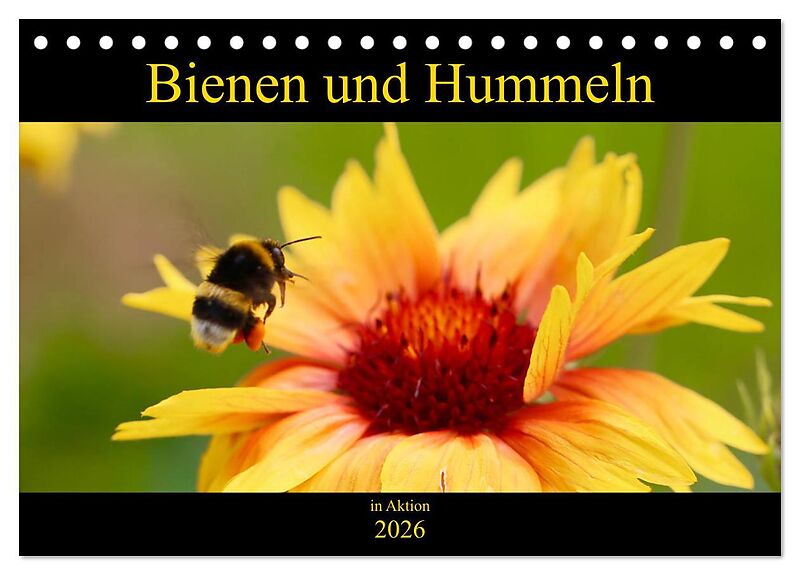 Bienen und Hummeln in Aktion (Tischkalender 2026 DIN A5 quer), CALVENDO Monatskalender