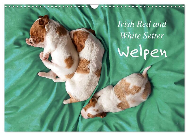 Irish Red and White Setter Welpen (Wandkalender 2026 DIN A3 quer), CALVENDO Monatskalender