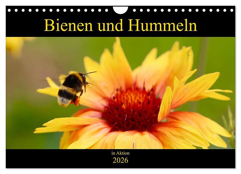 Bienen und Hummeln in Aktion (Wandkalender 2026 DIN A4 quer), CALVENDO Monatskalender