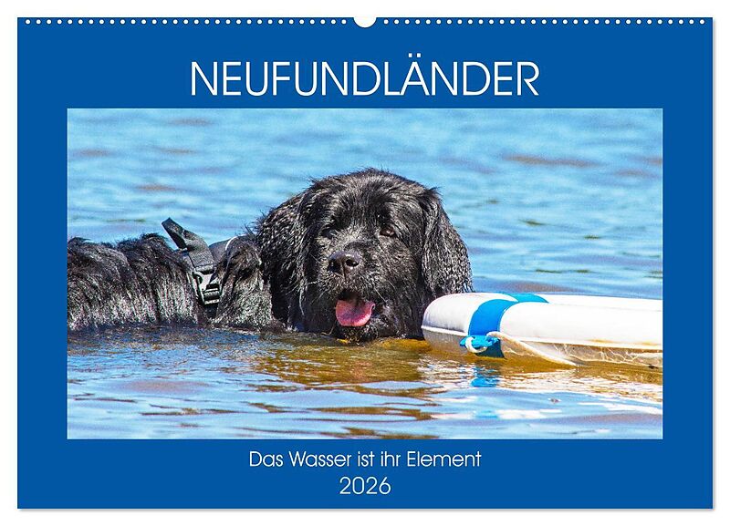 Neufundländer - Das Wasser ist ihr Element (Wandkalender 2026 DIN A2 quer), CALVENDO Monatskalender