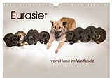 Kalender Eurasier, der Hund im Wolfspelz (Wandkalender 2026 DIN A4 quer), CALVENDO Monatskalender von Peter Überall